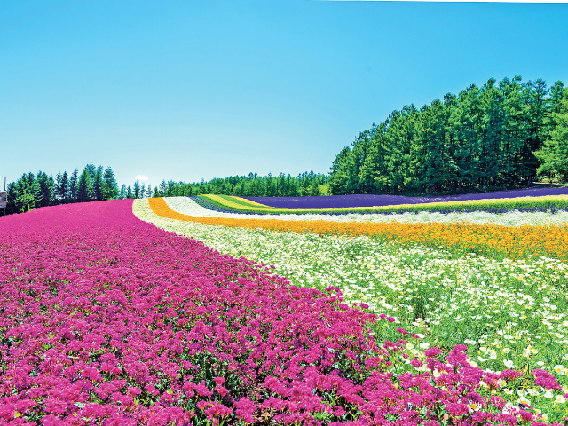 ラベンダー畑にドラマの舞台も!夏の富良野、初心者が絶対行くべき「王道スポット」5選