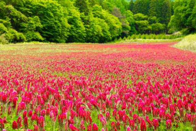 福島県・葛尾村の観光ガイド!春のクリムゾンクローバーと里山を満喫